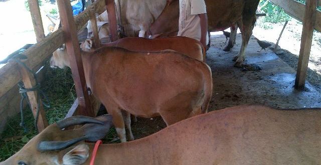 Sapi di Bolmut Dipaksa Kawin Secara Masal  